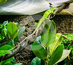 Amazing vibrant green anole lizard sitting on a twisted tree branch exotic reptile pet beautiful animal portrait