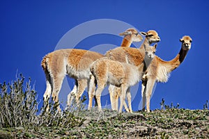 Amazing vicunas staring at you photo