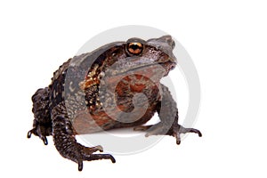 Amazing Vietnamese toad isolated on white background