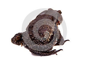 Amazing Vietnamese toad isolated on white background