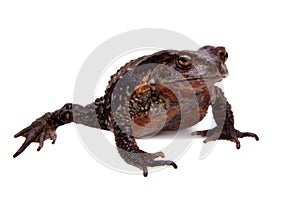 Amazing Vietnamese toad isolated on white background