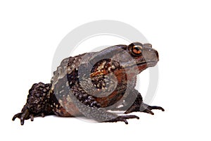 Amazing Vietnamese toad isolated on white background