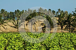 Amazing view of agrar culture in Lombok, Indonesia