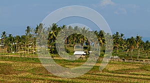 Amazing view of agrar culture in Lombok, Indonesia