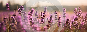 Amazing view of blooming lavender flower field in sunny summer day background. Concept web banner image. Generative AI