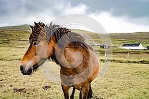 Amazing view of brown horse in rural farm grazing green grass in