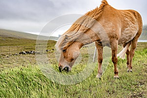 Amazing view of brown horse in rural farm grazing green grass in cloudy weather sky in Faroe Islands, North Atlantic, Europe
