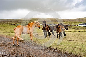 Amazing view of brown horses in rural farm grazing green grass in cloudy weather sky in Faroe Islands, North Atlantic, Europe
