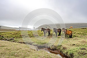 Amazing view of brown horses in rural farm grazing green grass in cloudy weather sky in Faroe Islands, North Atlantic, Europe