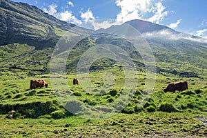 Amazing view of bulls, cows or yack grazing green grass on meadow highlands with perfect sunshine in summer morning, mountain