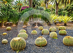 Amazing view of  cactus park area in Garcia Sanabria park. Location: Cacti garden in Santa Cruz de Tenerife, Tenerife, Canary photo