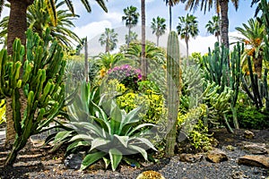 Amazing view of cactus park area in Garcia Sanabria park. Locat