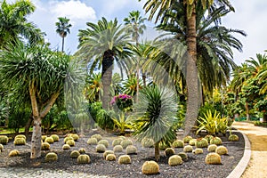 Amazing view of cactus park area in Garcia Sanabria park. Locat photo