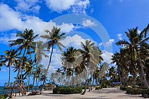 Amazing view of Caribbean beach with white sand and beautiful exotic palm trees, Dominican Republic, Caribbean Islands