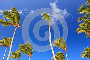 Amazing view of Caribbean beach with white sand and beautiful exotic palm trees, Dominican Republic, Caribbean Islands