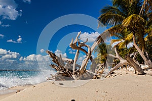 Amazing view of Caribbean beach with white sand and beautiful exotic palm trees, Dominican Republic, Caribbean Islands