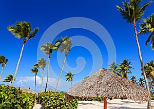 Amazing view of Caribbean beach with white sand and beautiful exotic palm trees, Dominican Republic, Caribbean Islands