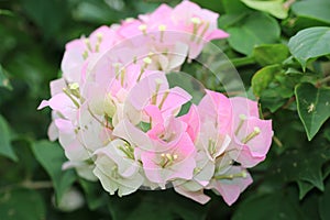 Amazing view of colorful paper flowersbougainvillea,hairy bougainvillea