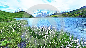 Amazing view of flowers eriophorum sheuchzeri near the lake. Swiss Alps, Wetterhorn, Schreckhorn, Finsteraarhorn et Bachsee