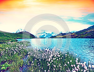 Amazing view of flowers eriophorum sheuchzeri near the lake. Swiss Alps, Wetterhorn, Schreckhorn, Finsteraarhorn et Bachsee at