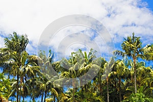Amazing view of a forest of palm trees with a cloudy blue sky