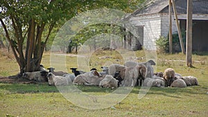 Amazing view herd of sheep huddled together very tightly and lie in shade of tree and rest
