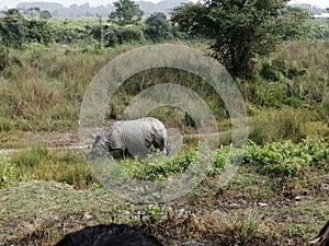 An amazing view of India one-horned Raino inside Manas wildlife sanctuary