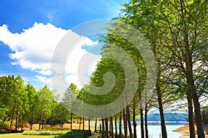 Amazing view of lake with bald cypress trees and blue sky