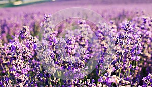 Amazing view lavender field in the sunlight. Sunset over a blooming lavender field. Beautiful summer background, purple flowers.