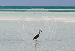 Amazing view of lonely bird walking in the ocean at Cayo Coco island, Cuba, on sunny day