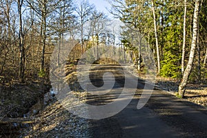 Amazing view over spring forest with green trees on blue sky with white clouds background. Green yellow trees and road.