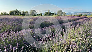 Amazing view of purple field landscape of lavender flowers in Umbria region