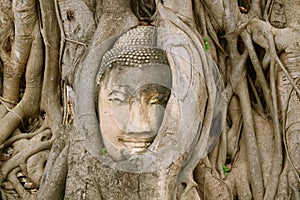 Amazing View of Sandstone Buddha Statue`s Head Trapped in the Bodhi Tree Roots at Wat Mahathat Ancient Temple in Ayutthaya