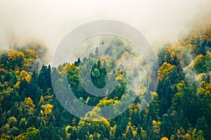 Amazing view of Slovenian forests and meadow near Bled, Slovenia.