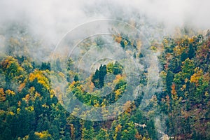 Amazing view of Slovenian forests near Bled, Slovenia.