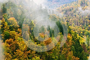 Amazing view of Slovenian forests near Bled, Slovenia.