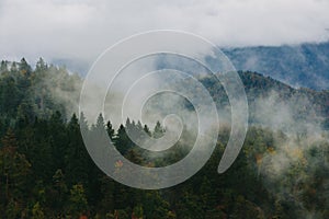 Amazing view of Slovenian forests near Bled, Slovenia.