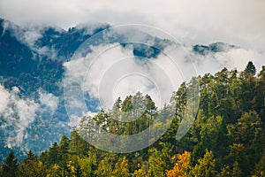 Amazing view of Slovenian forests near Bled, Slovenia.