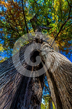 Amazing View of Split Trunk Cypress Tree with Fall Foliage