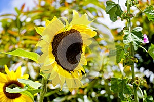 Amazing view of a sunflower with a blurry background and a sunny sky isolated with some green leaves and bees around it