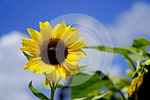 Amazing view of a sunflower with a blurry background and a sunny sky isolated with some green leaves and bees around it