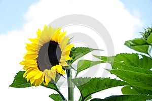 Amazing view of a sunflower with a blurry background and a sunny sky isolated with some green leaves and bees around it