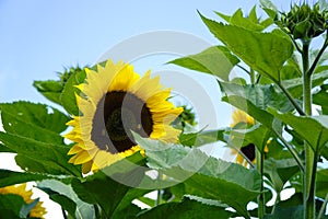 Amazing view of a sunflower with a blurry background and a sunny sky isolated with some green leaves and bees around it