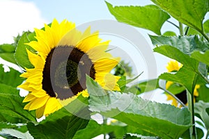 Amazing view of a sunflower with a blurry background and a sunny sky isolated with some green leaves and bees around it