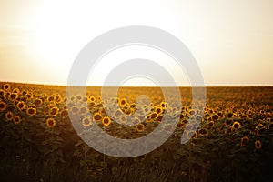 Amazing view of sunflower field in sunet