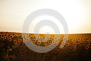 Amazing view of sunflower field in sunet