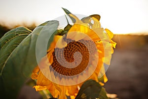 Amazing view of sunflower at field in sunet