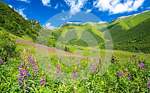 Amazing view on Tatra mountains during summer with flowers meadow in Slovakia