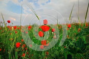 Amazing View to the Blossoming Poppy Field with Red Flowers under the Blue Sky