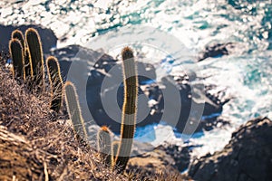 Amazing View to the Cactus, Cliffs and Pacific Ocean Waves